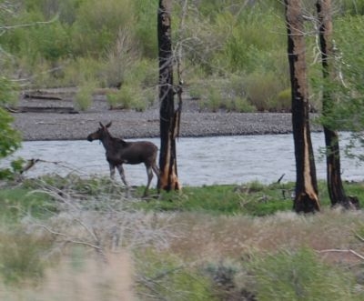 yellowstone 4