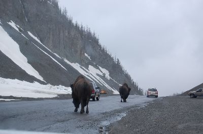 yellowstone 6