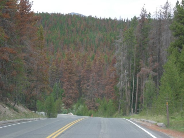 Mountain Pine Beetle damage in Grand Lake Colorado