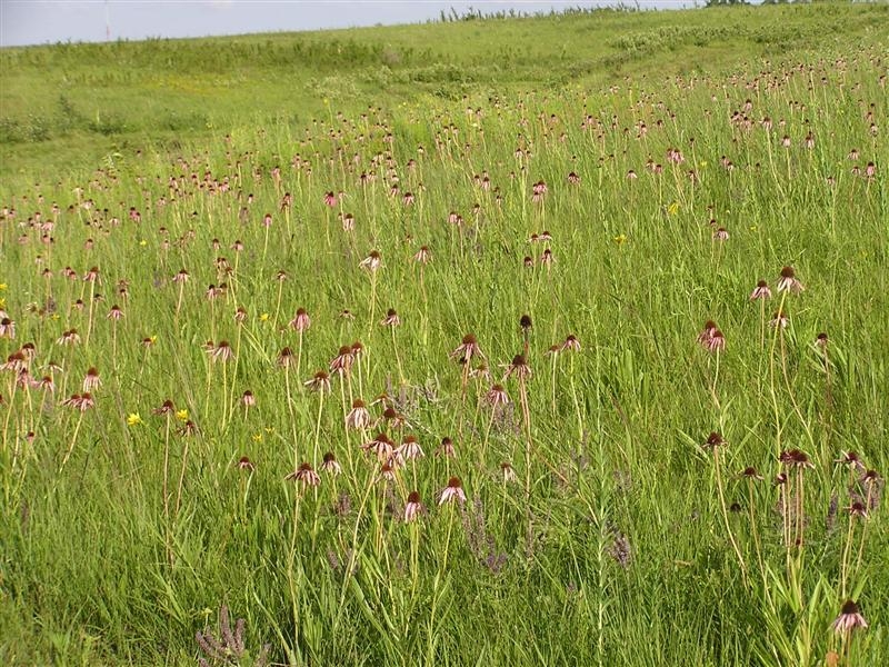 cone flower