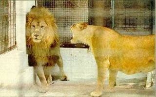 proof lions marry