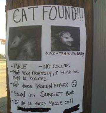 Lost cat