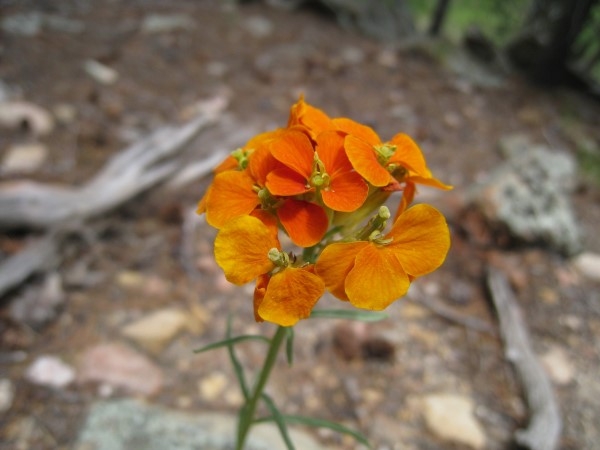 Golden Gate State Park Wild FlowersIMG 0074