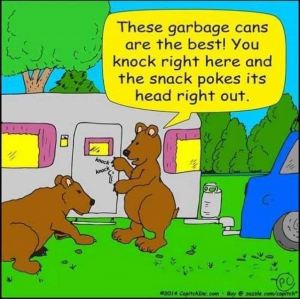 bears and camper