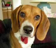 Bailey the beagle.
