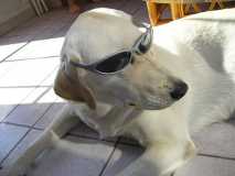 Cooldog