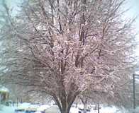 Snow in tree