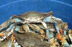 Fresh Louisiana Crabs!