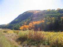 Beautiful aspens with leaves turning.