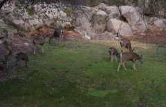 SiX Deer