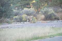 Whitetail Doe Graes at campsite 3 at Lake Robert's Upper End Campground in the Gila National Forest, New Mexico
