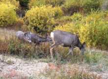 RMNP Mule Deer