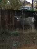 Backyard Deer