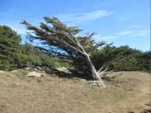 A wind swept cypress