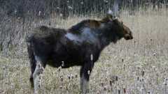 Resident Moose