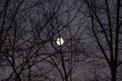 Moonshing
