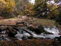 Maple Grove (Creek)