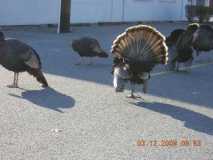 Wild Turkey Scouting Pic 2
