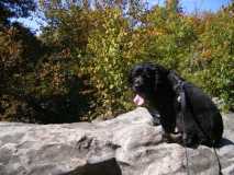 Barney at Boughman Rocks
