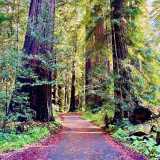 redwoods cathy pic