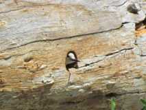whiteheaded woodpecker in nest hole